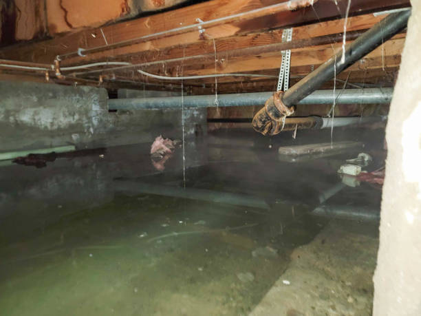Best Water damage contractors near me  in Chula Vista, CA